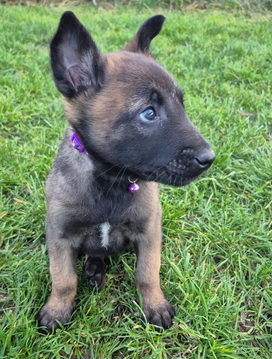 Femela Ciobănesc Belgian Malinois Pedigree