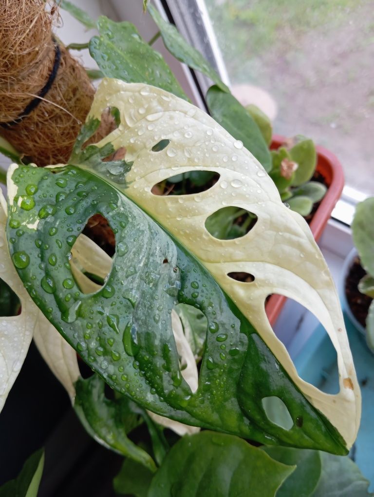 Монстера Adansonii Variegata