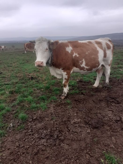 Vând vacă de 7 ani