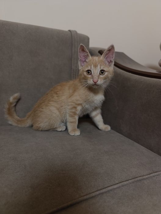 Отдам котенка (мальчика)