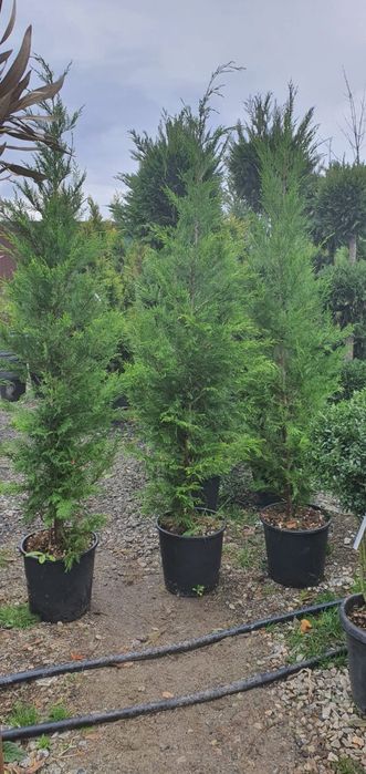 Pinii,mesteacan decorativ, leylandi, lemn cainesc, artar verde