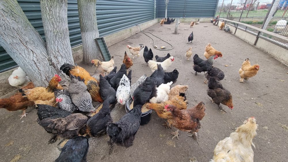 Oua de la diferite gaini de vanzare pentru incubat