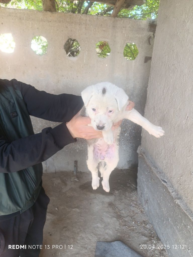bugldok ayol chachishma odiy