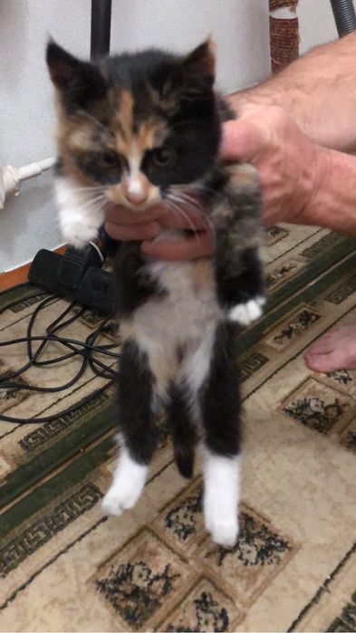 Отдадим в добрые руки