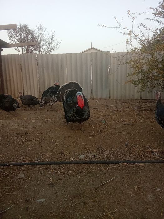 Гибрид индюк 6.7айлык