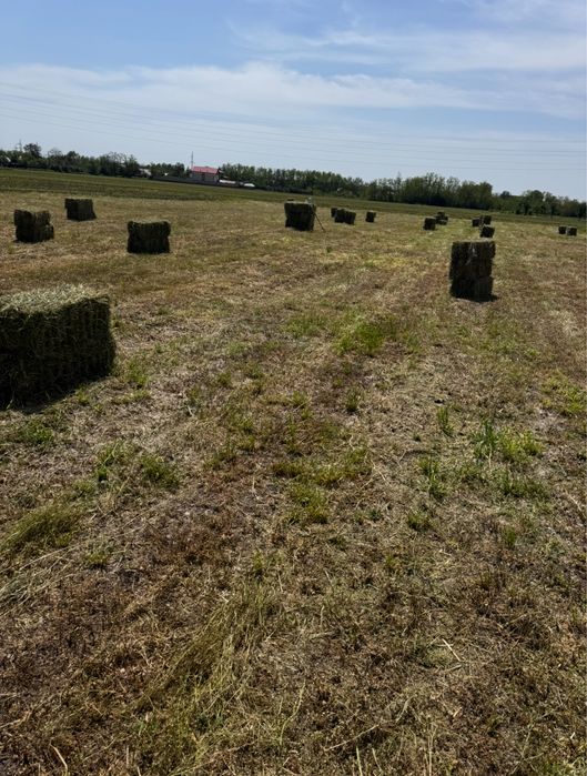 Lucerna productie 2025