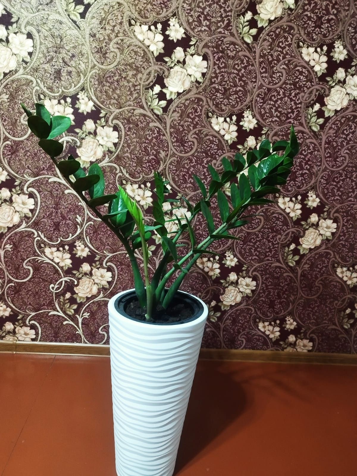 Светы Замиокулькас