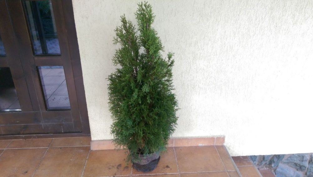 Vand tuia smaragd de-120 -125 cm