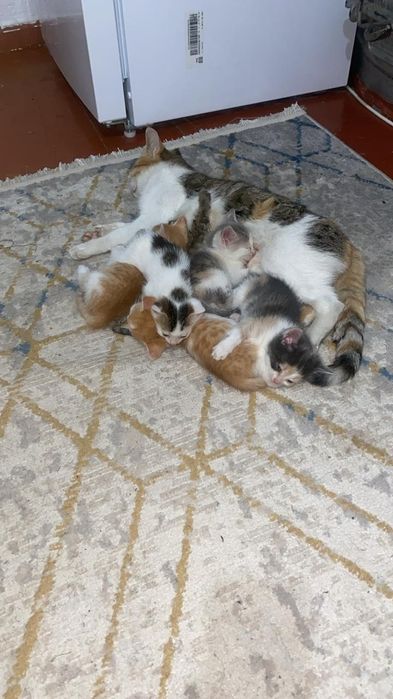 Отдам котят в хорошие руки бесплатно по одному сами забирайте