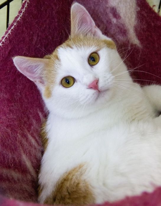 Котик молодой, кастрированный