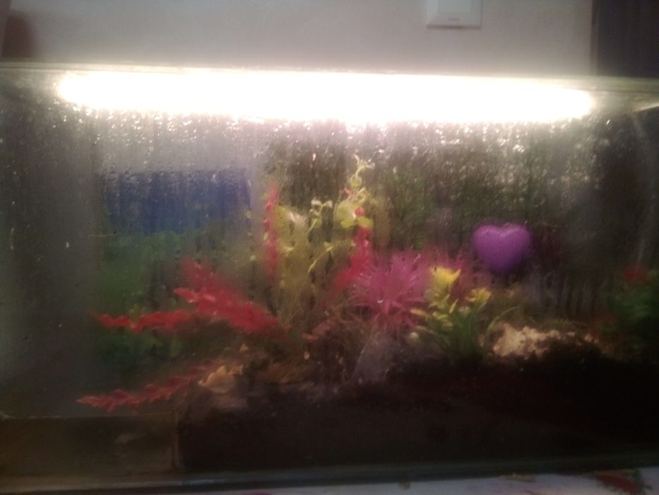 Cand terariu complet cu 2broaste testoase