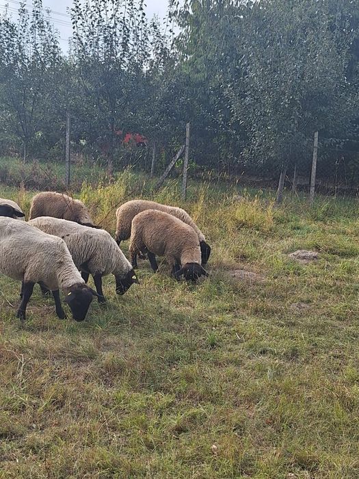 Vamd doi berbecuți Suffolk irlandez