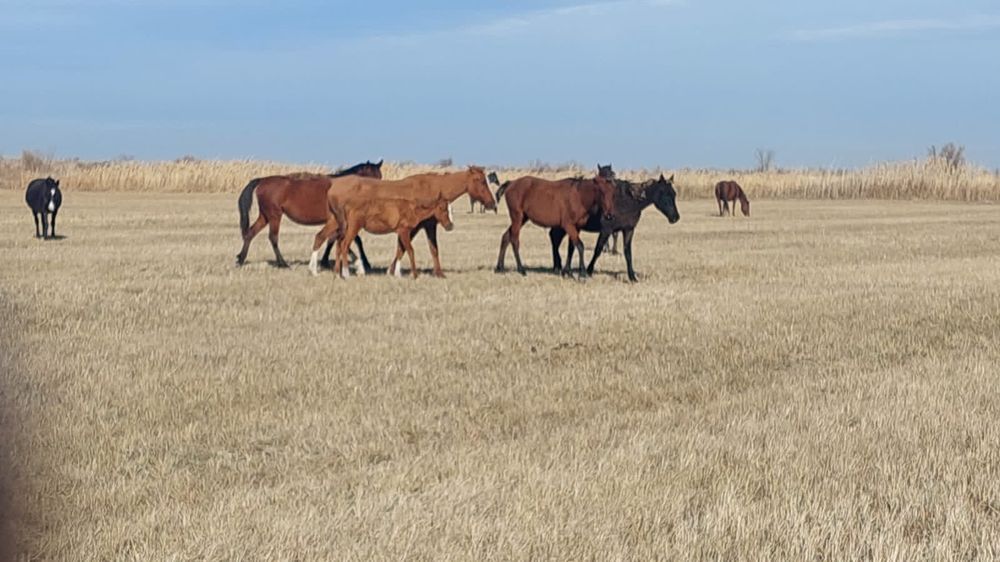 Бие кулынымен сатылады