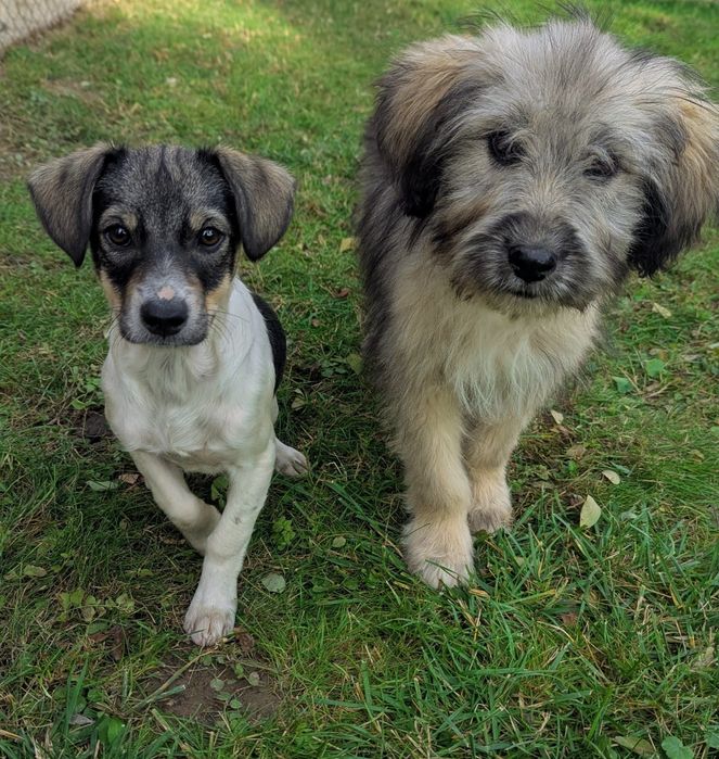 2 Catelusi din Tocile pentru adopție