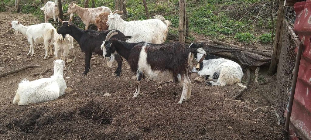 Capre de vânzare la Gârliște