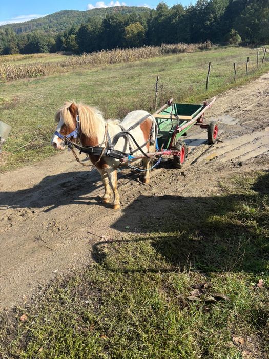 Vand ponei in vadta de 9 ani