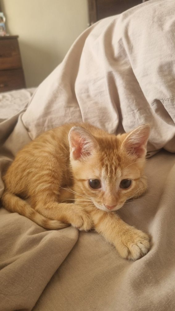 Кошечка 2 месяца