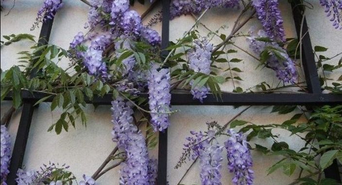 Glicină Wisteria Diferite culori