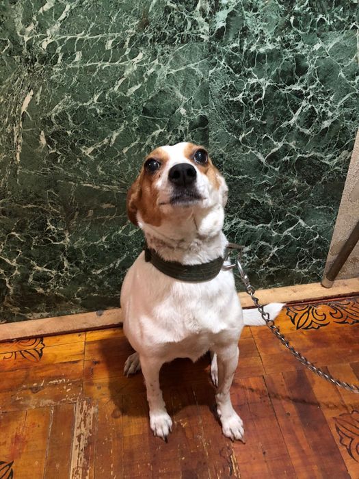 Отдаем собаку дворняжка