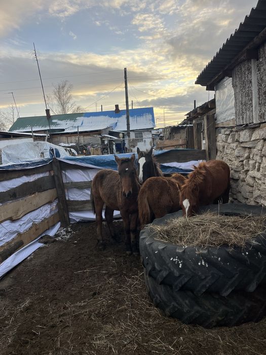Жабагылар сатылады сагыр ауылында тур бес бас ватсапка хабарласындаррр