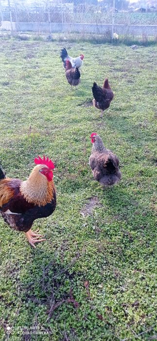 Катунски кокошки