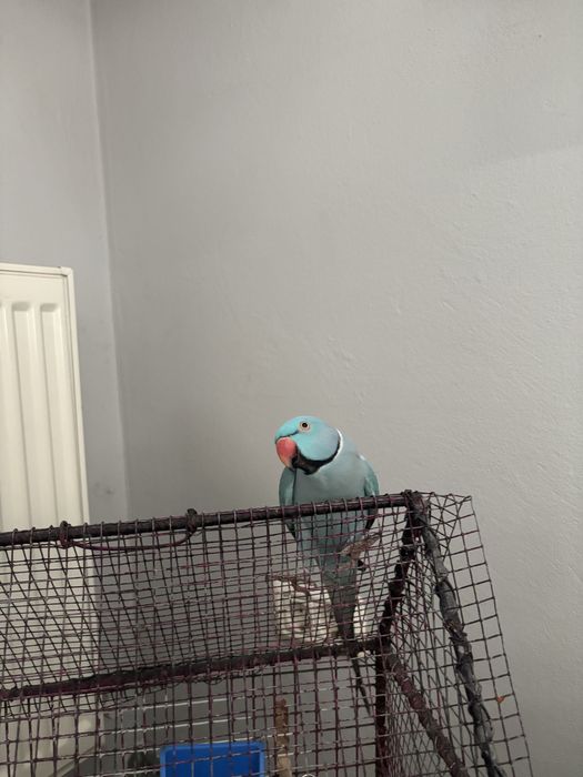 Papagal Micul Alexandru