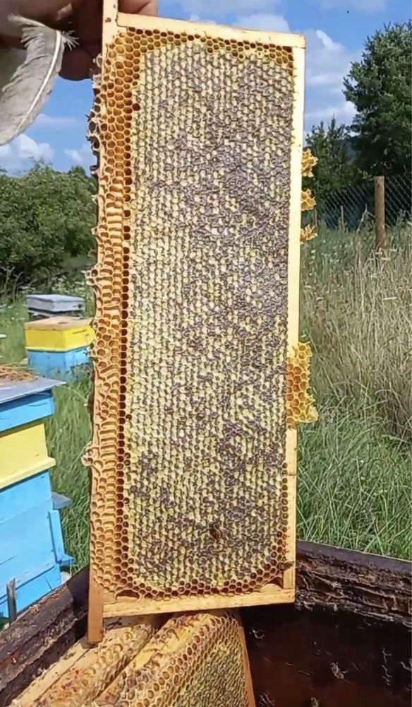 Домашно производство на мед