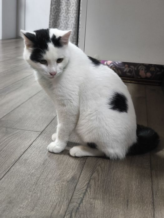 Молодой кастрированный  котенок подросток, возраст 9 месяцев, очень ла