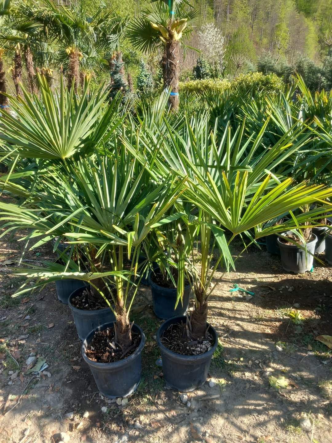 Plante ornamentale de orice specie