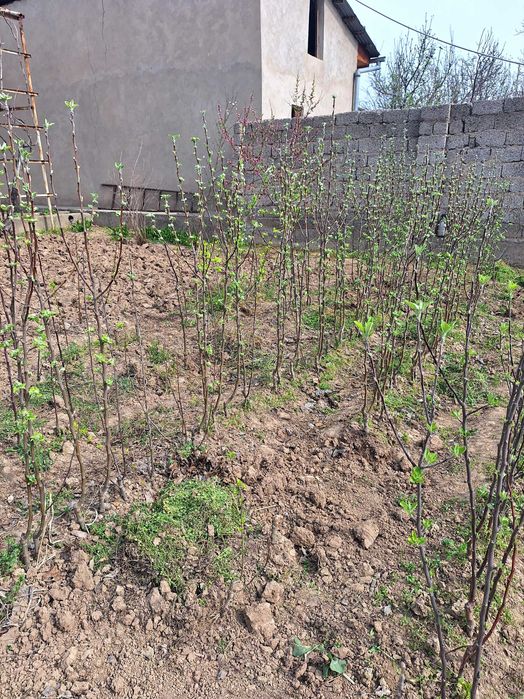 Kochat olma- golden, montez navlari