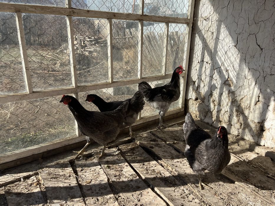 Джерсийский гигант тауықтары сатылады