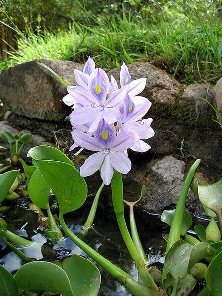 Продавам Воден зюмбюл, Воден хиацинт (Eichornia crassipes)