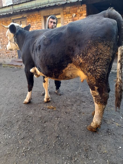 Vând vaca a 2 fătare gestanta de 4 lunii si cu lapte