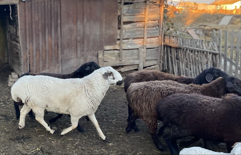 Продам кошкара .