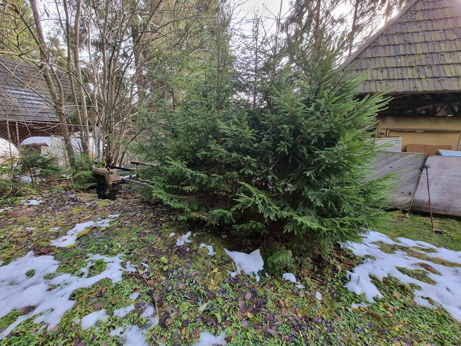 Brazi de 1,5...3metri