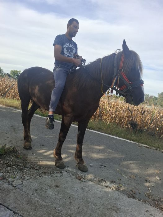 Cal de vânzare mai multe detalii la nr de telefon