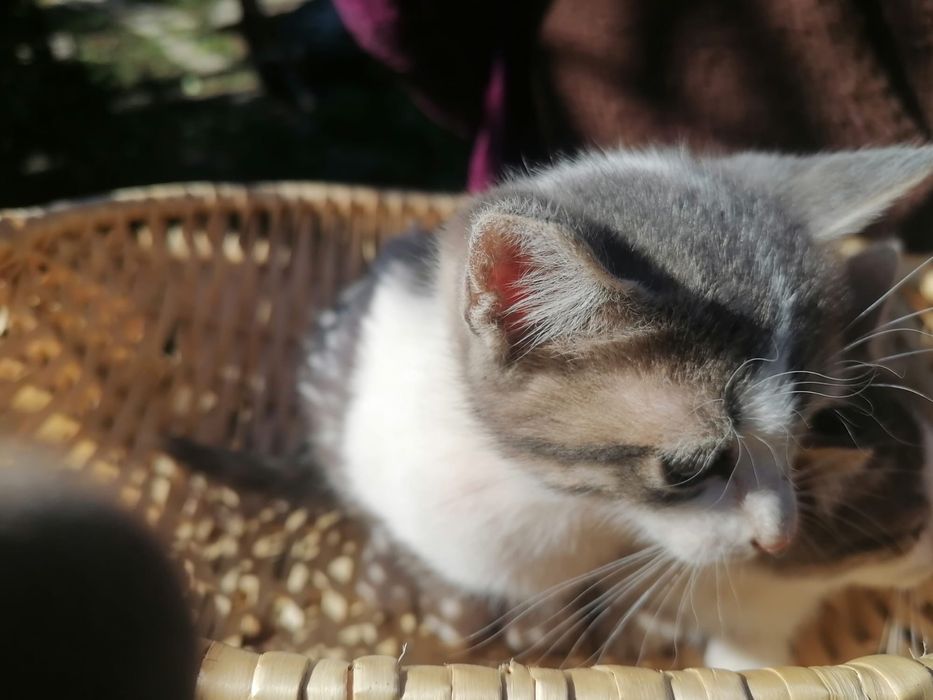 Pui de pisica spre adoptie