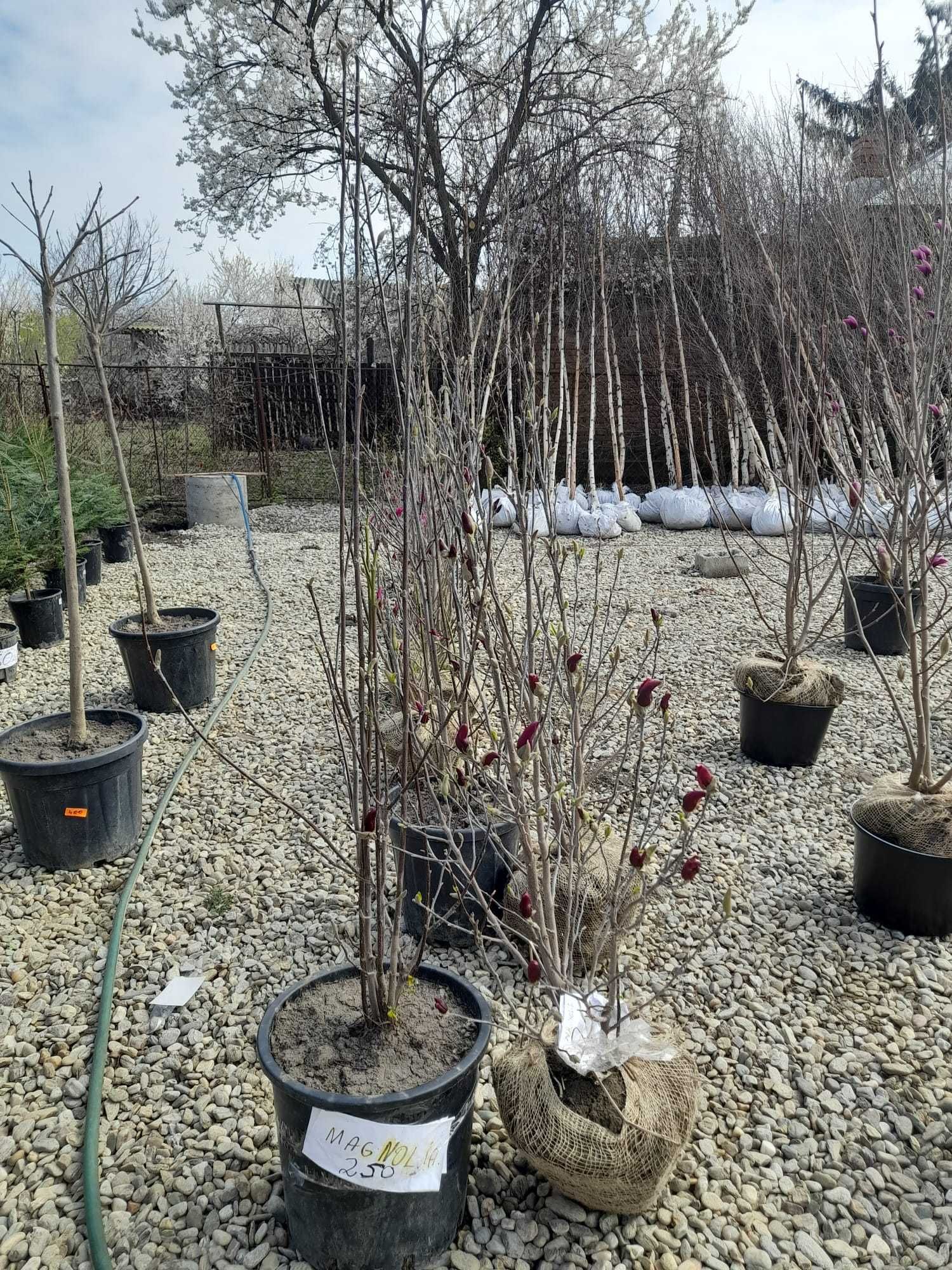 Crește-ți grădina cu plante ornamentale de calitate!