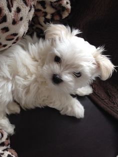 Bichon maltez mini toy