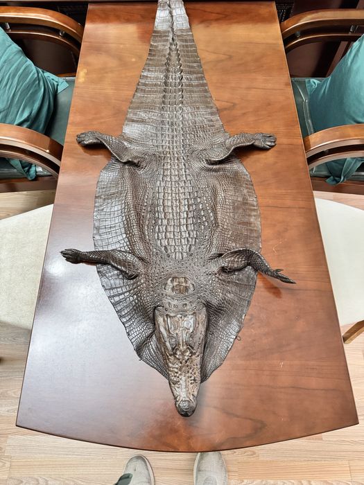 Кожа крокодила настоящая