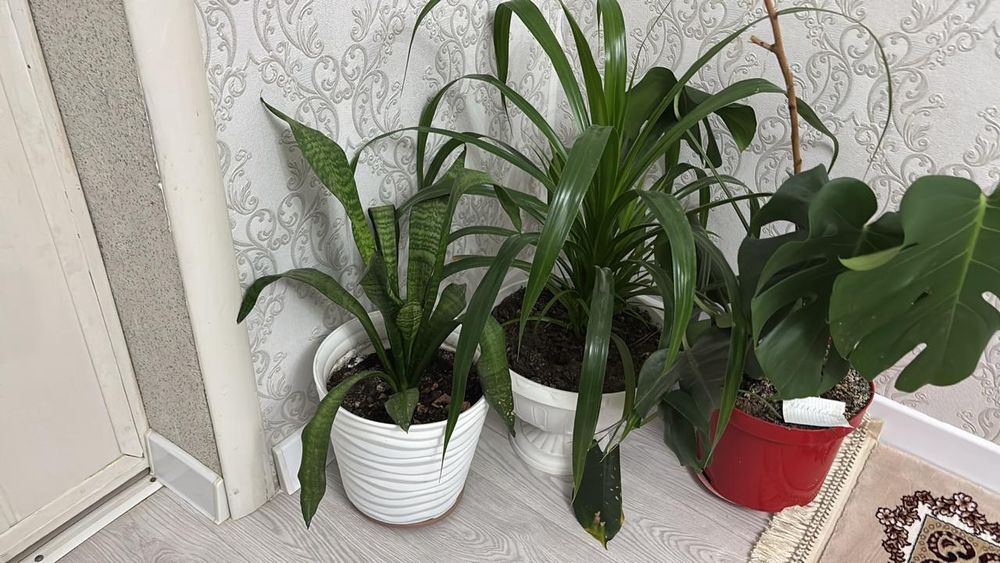 Домашние растения