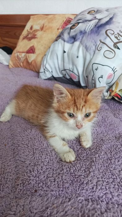 Подарявам котенце