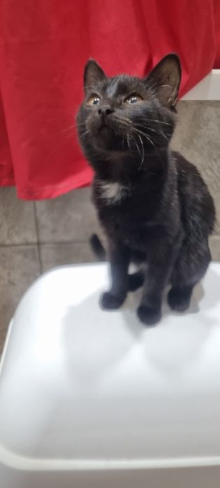 Отдам в добрые руки,  котёнка