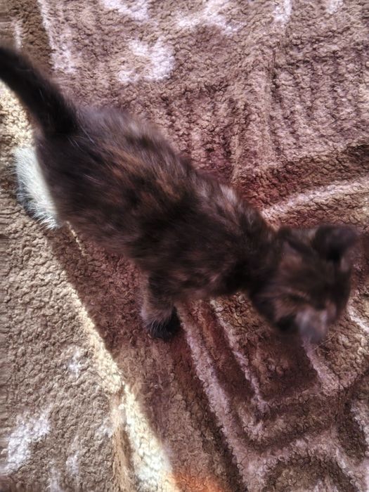 Отдам даром котят,папа сибиряк мама домохозяйка