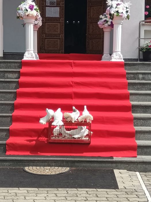 Porumbei evenimente Timișoara