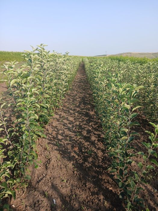 Pomi fructiferi certificati