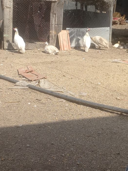 Vînd SAU Schimb Bibilici Albe ȘI 1 RĂȚOI Leșesc