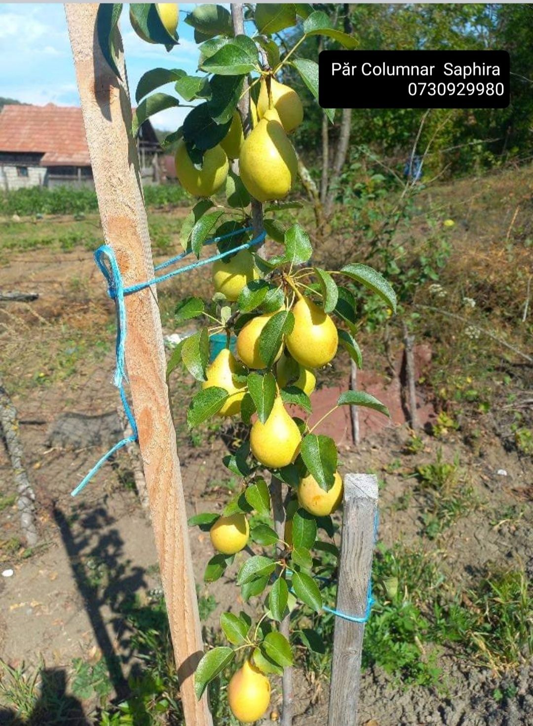 Pomi fructiferi Columnari anul 3.