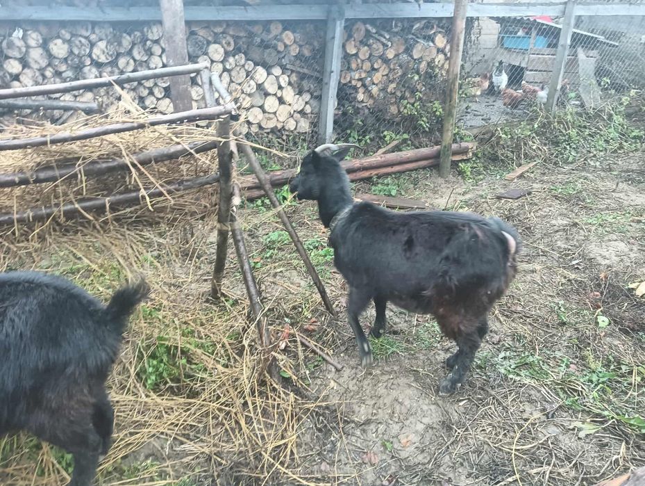 Vand capra alpină fraceză negra sunt la primul ed