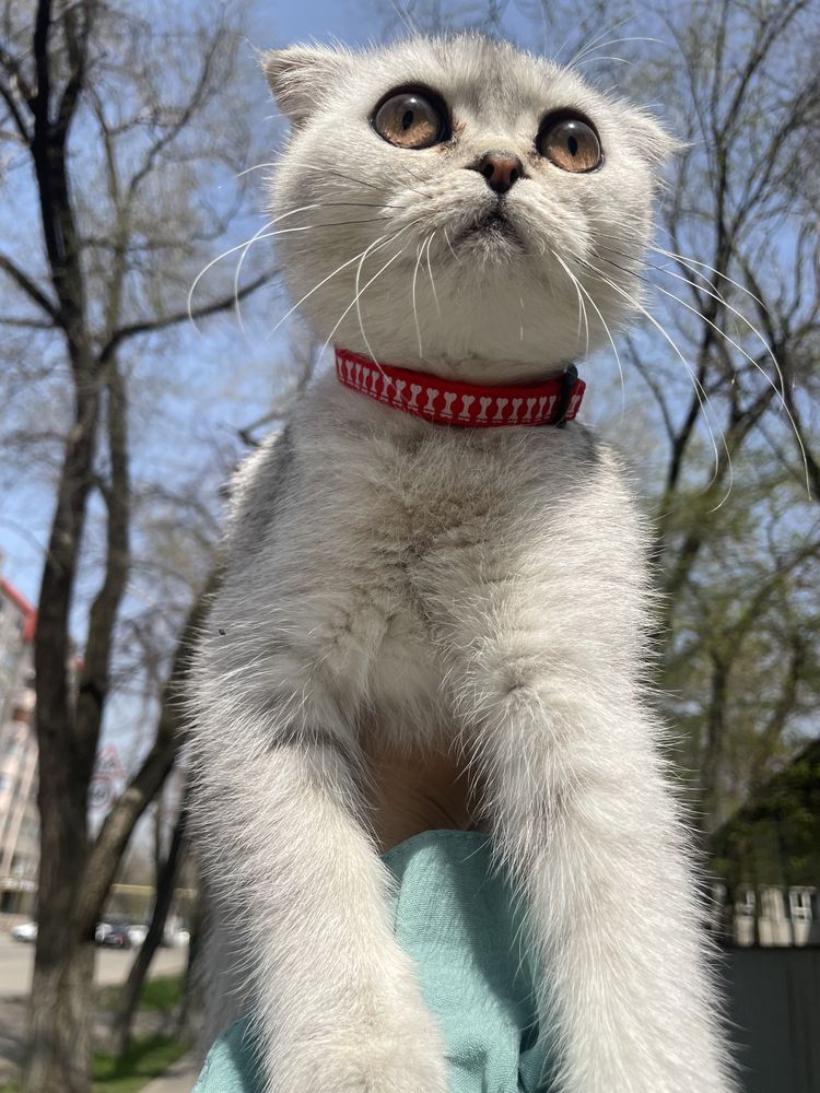 Срочно нужен кот на вязку